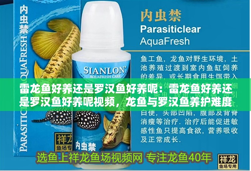 雷龍魚好養還是羅漢魚好養呢：雷龍魚好養還是羅漢魚好養呢視頻，龍魚與羅漢魚養護難度大比拼