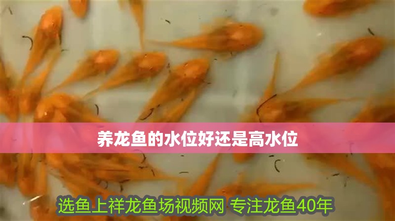 養龍魚的水位好還是高水位