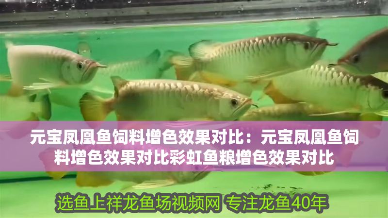 元寶鳳凰魚飼料增色效果對比：元寶鳳凰魚飼料增色效果對比彩虹魚糧增色效果對比