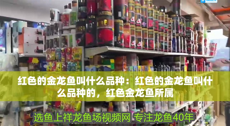 紅色的金龍魚叫什么品種：紅色的金龍魚叫什么品種的，紅色金龍魚所屬