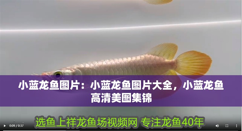 小藍龍魚圖片：小藍龍魚圖片大全，小藍龍魚高清美圖集錦 小藍龍魚圖片：小藍龍魚圖片大全，小藍龍魚高清美圖集錦 水族問答