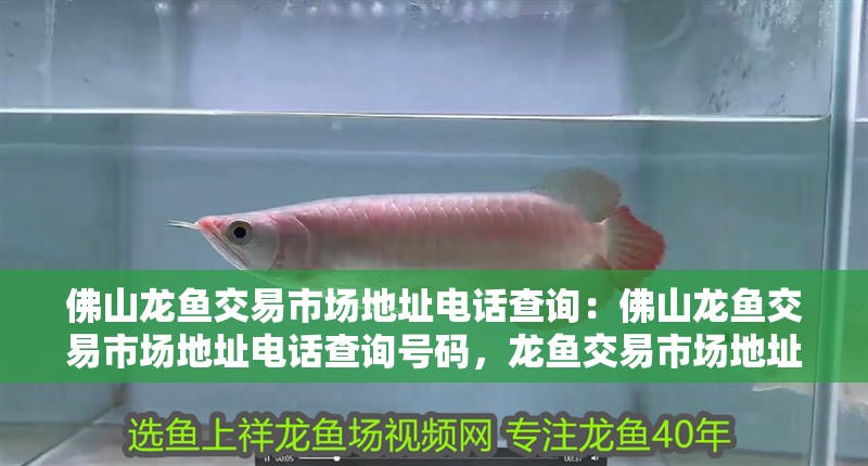 佛山龍魚交易市場地址電話查詢:佛山龍魚交易市場地址電話查詢號碼,龍魚交易市場地址及聯系電話查詢指南 水族問答 佛山龍魚交易市場地址電話查詢:佛山龍魚交易市場地址電話查詢號碼,龍魚交易市場地址及聯系電話查詢指南 佛山龍魚交易市場地址電話查詢:佛山龍魚交易市場地址電話查詢號碼,龍魚交易市場地址及聯系電話查詢指南 水族問答