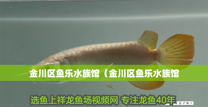 金川區魚樂水族館（金川區魚樂水族館
