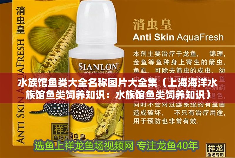 水族館魚類大全名稱圖片大全集（上海海洋水族館魚類飼養知識：水族館魚類飼養知識）