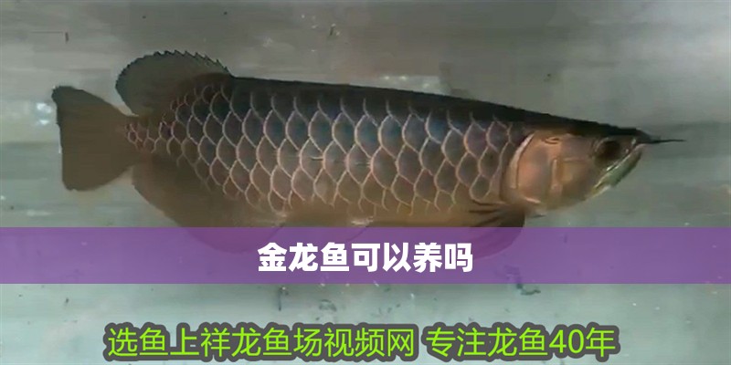 金龍魚可以養嗎