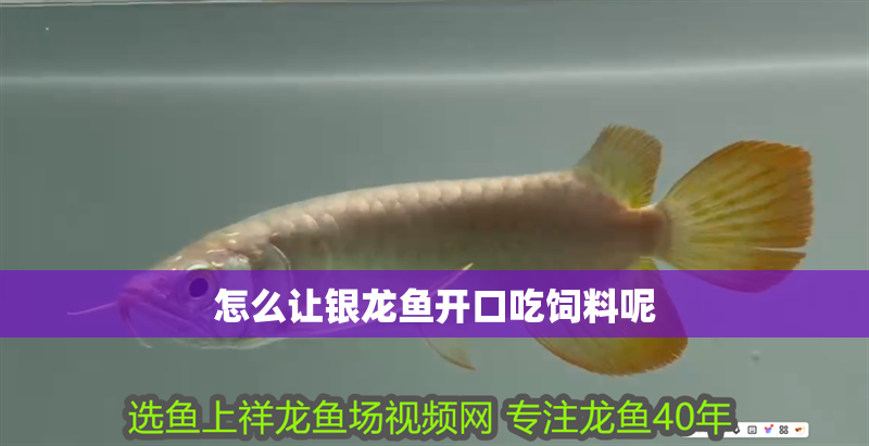 怎么讓銀龍魚開口吃飼料呢 怎么讓銀龍魚開口吃飼料呢 龍魚百科 第2張