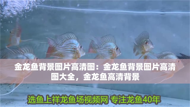 金龍魚背景圖片高清圖：金龍魚背景圖片高清圖大全，金龍魚高清背景