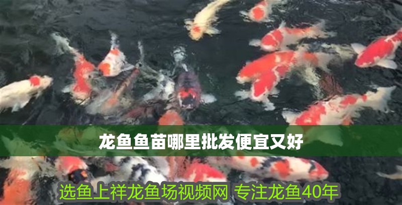 龍魚魚苗哪里批發(fā)便宜又好