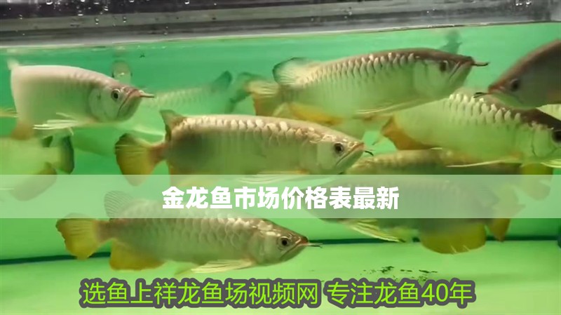 金龍魚市場價格表最新