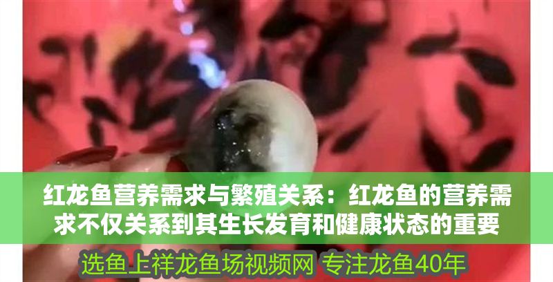 紅龍魚營養需求與繁殖關系：紅龍魚的營養需求不僅關系到其生長發育和健康狀態的重要
