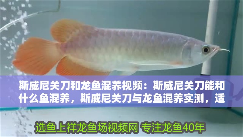 斯威尼關刀和龍魚混養視頻：斯威尼關刀能和什么魚混養，斯威尼關刀與龍魚混養實測，適配