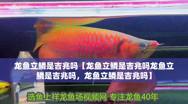 龍魚(yú)立鱗是吉兆嗎【龍魚(yú)立鱗是吉兆嗎龍魚(yú)立鱗是吉兆嗎，龍魚(yú)立鱗是吉兆嗎】
