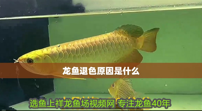 龍魚退色原因是什么