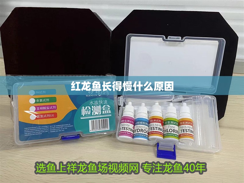 紅龍魚長得慢什么原因