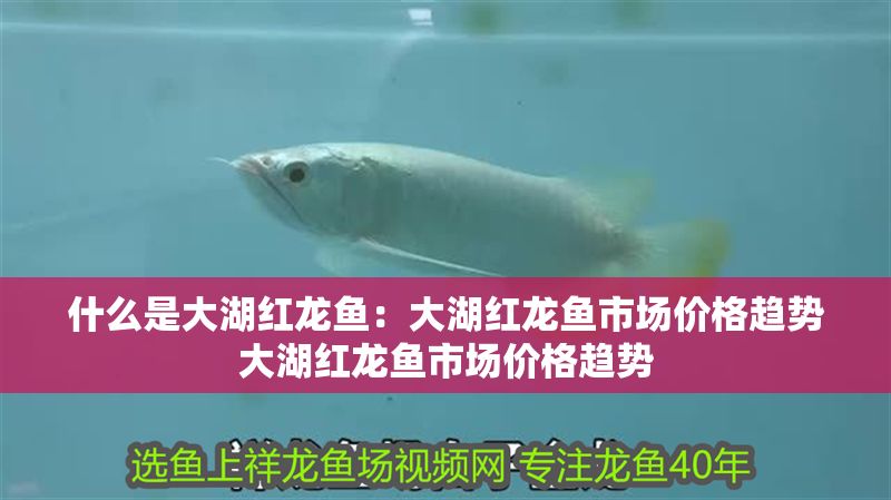 什么是大湖紅龍魚：大湖紅龍魚市場價格趨勢大湖紅龍魚市場價格趨勢