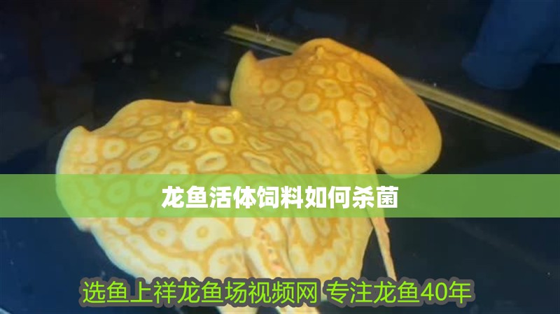 龍魚活體飼料如何殺菌