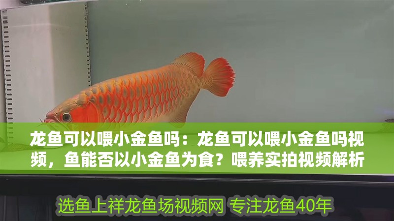 龍魚可以喂小金魚嗎：龍魚可以喂小金魚嗎視頻，魚能否以小金魚為食？喂養實拍視頻解析