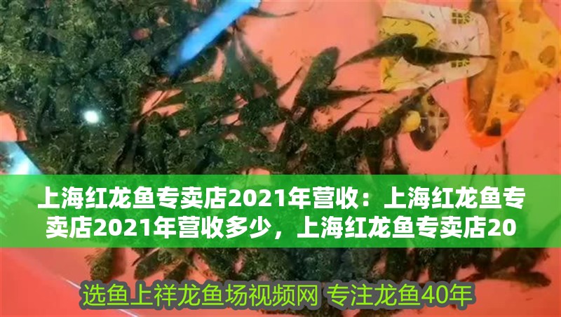 上海紅龍魚專賣店2021年營收：上海紅龍魚專賣店2021年營收多少，上海紅龍魚專賣店2021年營收數據揭曉