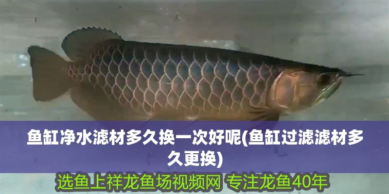 魚缸凈水濾材多久換一次好呢(魚缸過濾濾材多久更換)