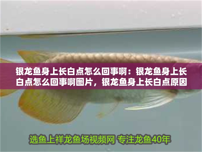 銀龍魚身上長白點(diǎn)怎么回事啊:銀龍魚身上長白點(diǎn)怎么回事啊圖片,銀龍魚身上長白點(diǎn)原因解析及對應(yīng)圖片展示 水族問答 銀龍魚身上長白點(diǎn)怎么回事啊:銀龍魚身上長白點(diǎn)怎么回事啊圖片,銀龍魚身上長白點(diǎn)原因解析及對應(yīng)圖片展示 銀龍魚身上長白點(diǎn)怎么回事啊:銀龍魚身上長白點(diǎn)怎么回事啊圖片,銀龍魚身上長白點(diǎn)原因解析及對應(yīng)圖片展示 水族問答