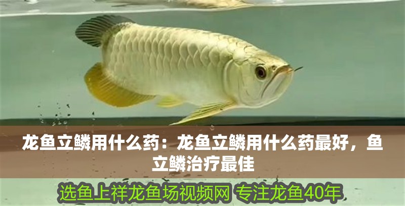 龍魚(yú)立鱗用什么藥：龍魚(yú)立鱗用什么藥最好，魚(yú)立鱗治療最佳