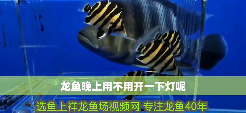 龍魚晚上用不用開一下燈呢