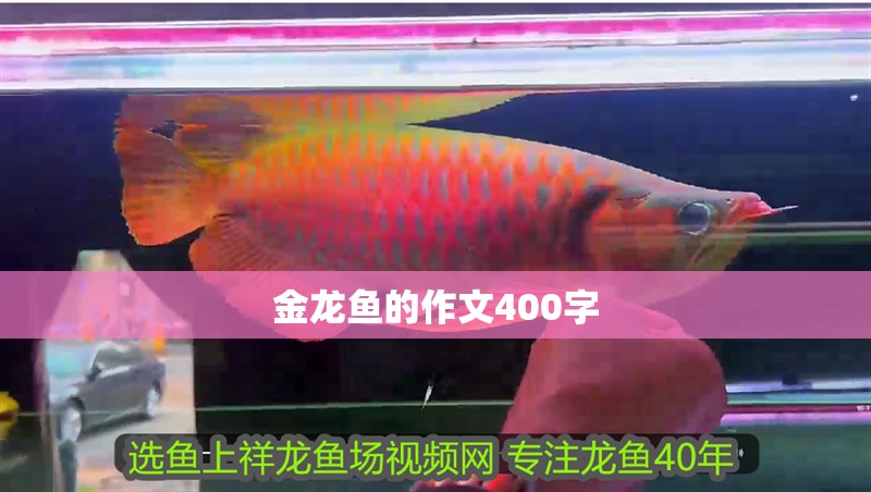 金龍魚的作文400字