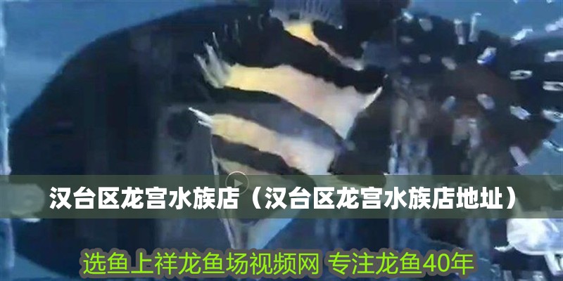 漢臺區龍宮水族店（漢臺區龍宮水族店地址）