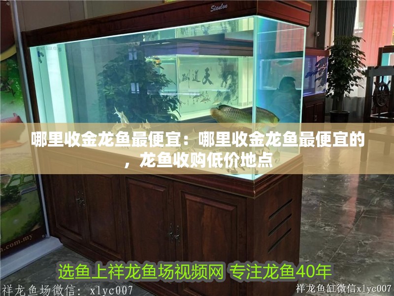 哪里收金龍魚最便宜：哪里收金龍魚最便宜的，龍魚收購低價地點