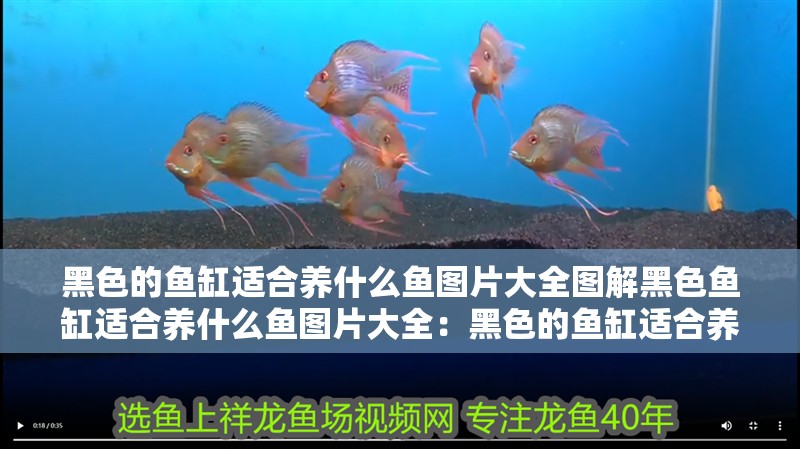 黑色的魚缸適合養(yǎng)什么魚圖片大全圖解黑色魚缸適合養(yǎng)什么魚圖片大全：黑色的魚缸適合養(yǎng)什么魚