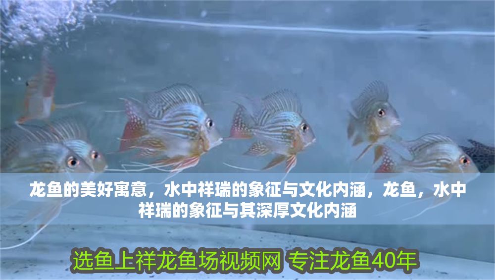龍魚的美好寓意，水中祥瑞的象征與文化內涵，龍魚，水中祥瑞的象征與其深厚文化內涵