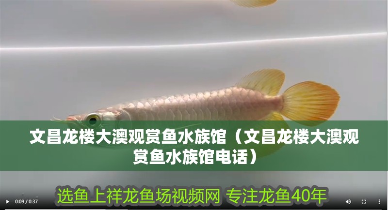 文昌龍樓大澳觀賞魚水族館（文昌龍樓大澳觀賞魚水族館電話）