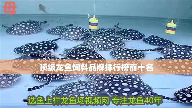 頂級龍魚飼料品牌排行榜前十名 頂級龍魚飼料品牌排行榜前十名 龍魚百科