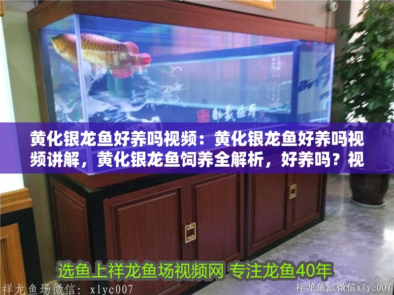 黃化銀龍魚好養嗎視頻：黃化銀龍魚好養嗎視頻講解，黃化銀龍魚飼養全解析，好養嗎？視頻