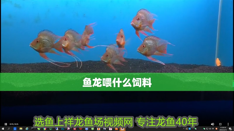 魚龍喂什么飼料