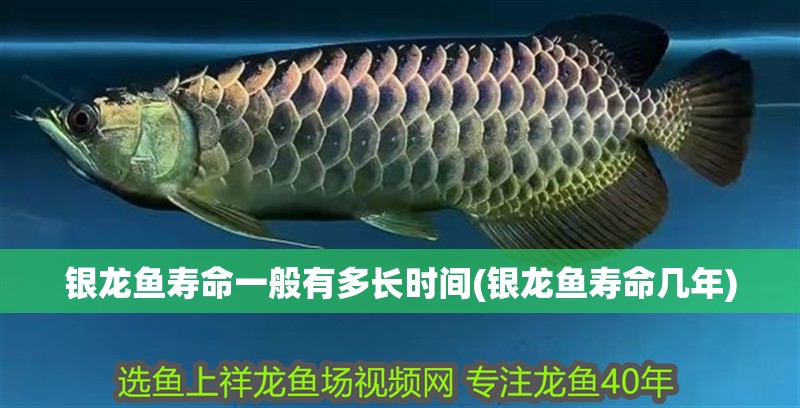 銀龍魚壽命一般有多長時間(銀龍魚壽命幾年)