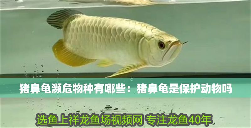 豬鼻龜瀕危物種有哪些：豬鼻龜是保護動物嗎 豬鼻龜瀕危物種有哪些：豬鼻龜是保護動物嗎 豬鼻龜百科 第1張