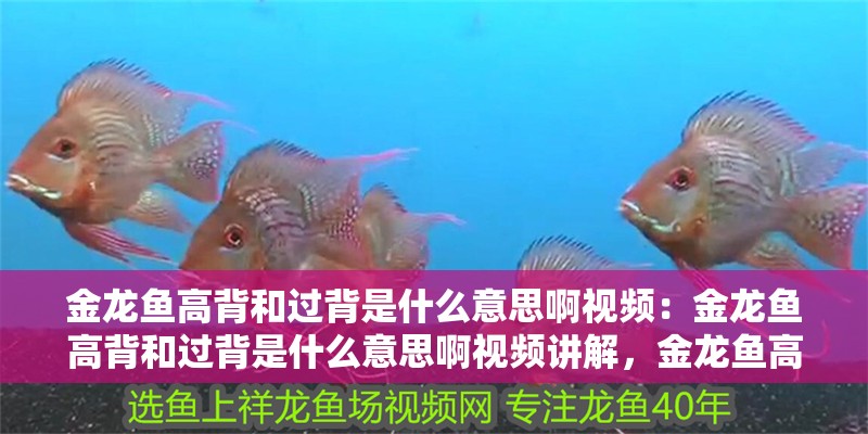 金龍魚高背和過背是什么意思啊視頻：金龍魚高背和過背是什么意思啊視頻講解，金龍魚高背與過背含義