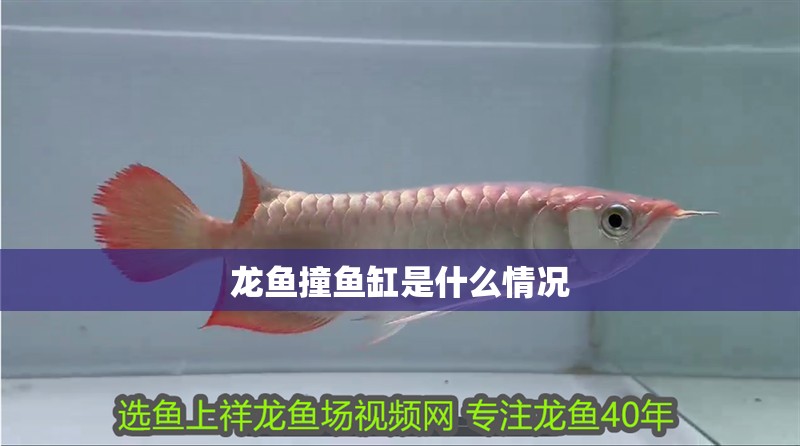 龍魚撞魚缸是什么情況