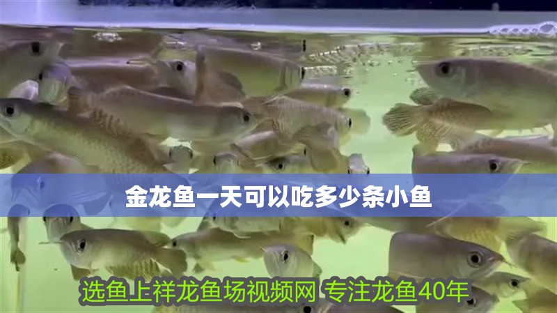 金龍魚一天可以吃多少條小魚