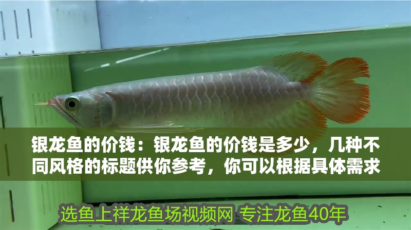 銀龍魚的價錢：銀龍魚的價錢是多少，幾種不同風格的標題供你參考，你可以根據具體需求進行選擇，，直白詢問型，銀龍魚究竟售價幾何？，好奇探秘型，揭秘！銀龍魚的價格真相，實用導向型，速看！銀龍魚