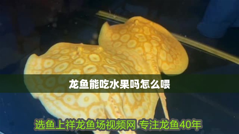 龍魚能吃水果嗎怎么喂