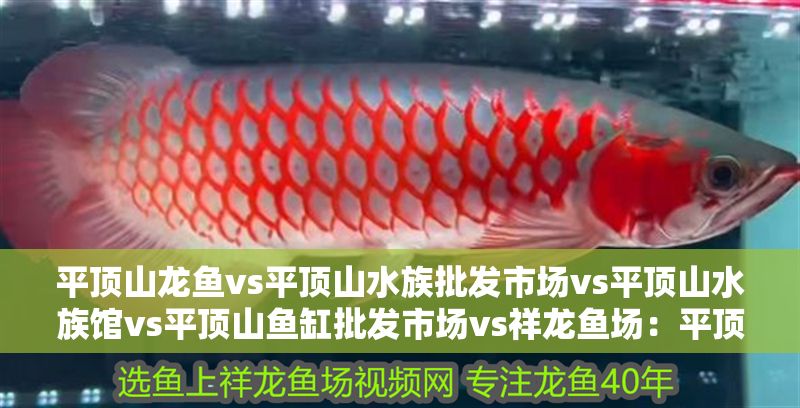 平頂山龍魚vs平頂山水族批發市場vs平頂山水族館vs平頂山魚缸批發市場vs祥龍魚場：平頂山水族批發市場