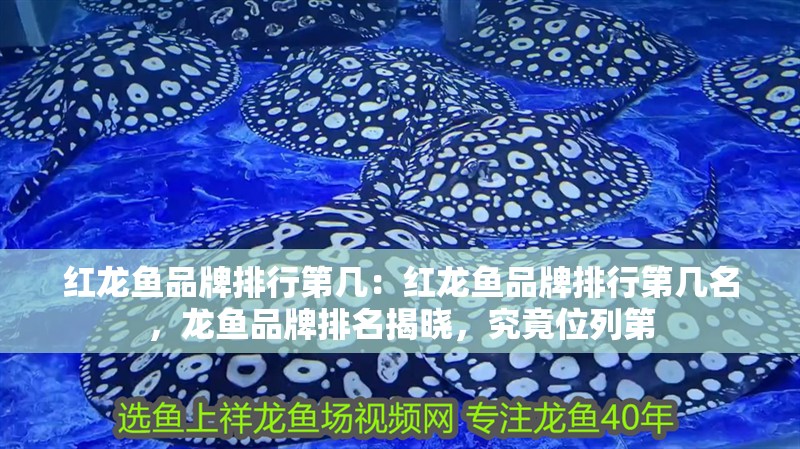 紅龍魚品牌排行第幾：紅龍魚品牌排行第幾名，龍魚品牌排名揭曉，究竟位列第