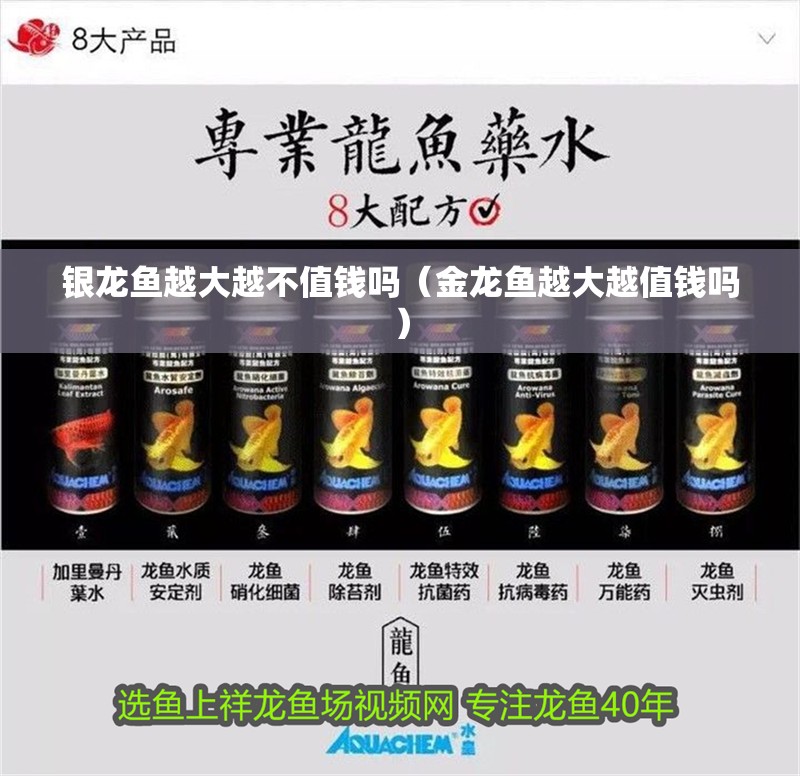 銀龍魚越大越不值錢嗎（金龍魚越大越值錢嗎）