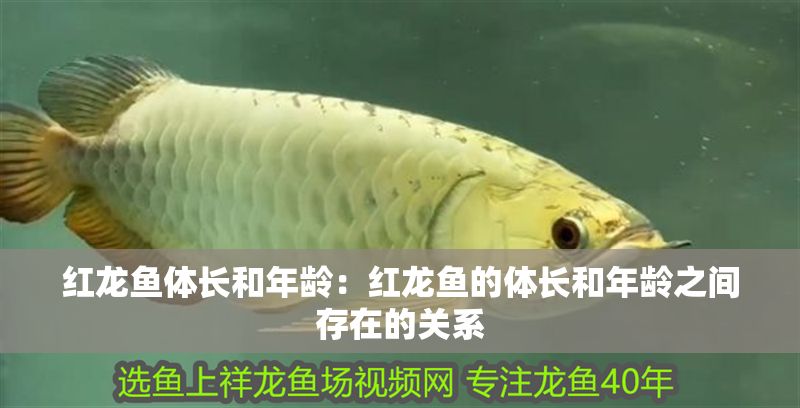 紅龍魚體長和年齡：紅龍魚的體長和年齡之間存在的關系