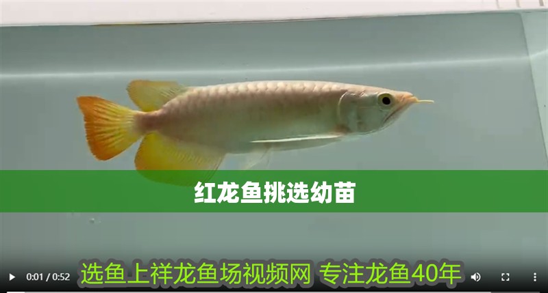 紅龍魚挑選幼苗