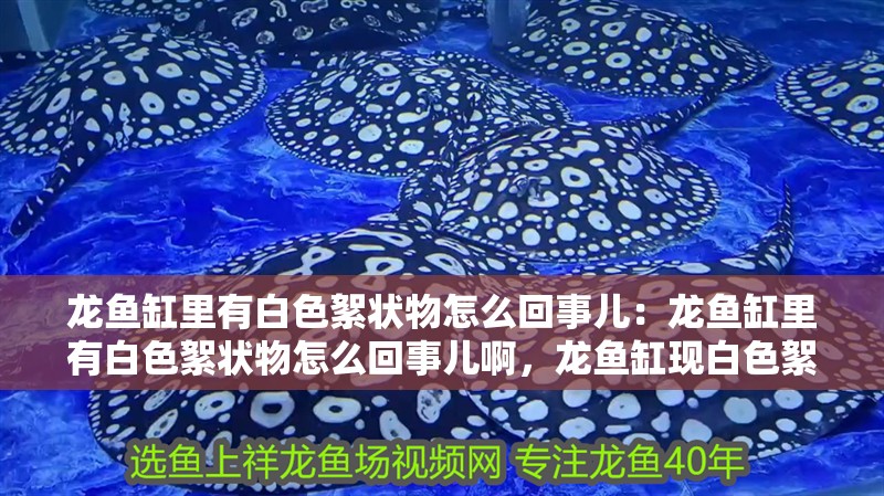 龍魚缸里有白色絮狀物怎么回事兒：龍魚缸里有白色絮狀物怎么回事兒啊，龍魚缸現白色絮狀物成因