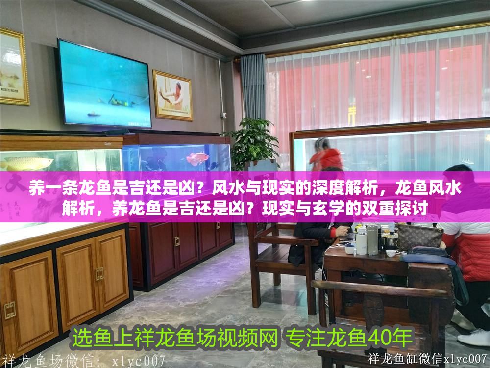 養一條龍魚是吉還是兇？風水與現實的深度解析，龍魚風水解析，養龍魚是吉還是兇？現實與玄學的雙重探討