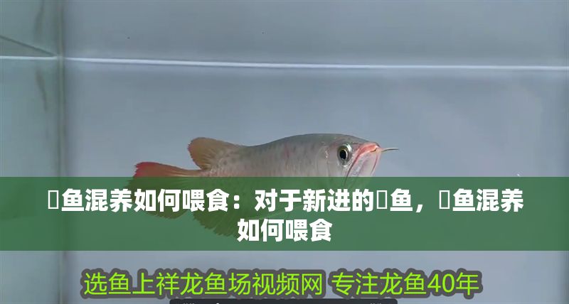 魟魚混養如何喂食：對于新進的魟魚，魟魚混養如何喂食